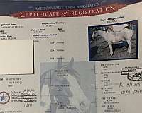 tobiano-red-dapple-grey-paint-horse