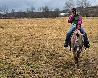 mare-appaloosa-pony