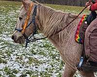 gaited-appaloosa-pony