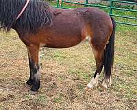 shetland-pony-unborn-foal