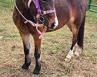 feet-shetland-pony