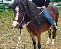 shetland-pony-unborn-foal