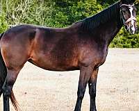 dressage-hanoverian-horse