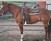 quarter-horse-for-sale