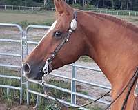 quarter-horse-mare