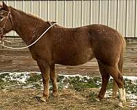 chestnut-roaning-snowflakes-horse