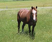 roan-poa-horse