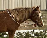 roaning-snowflakes-horse