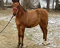 quarter-horse-filly