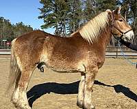 christmas-belgian-horse