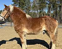 no-issues-belgian-horse