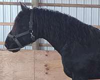 cross-bred-percheron-horse