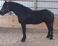 beginners-percheron-horse