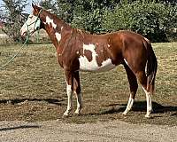 all-around-paint-horse