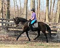 good-home-morgan-horse