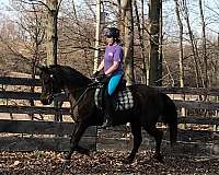 grooming-morgan-horse