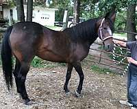 diamond-morgan-horse