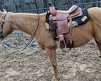 and-willing-palomino-horse