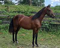 bay-left-hind-partial-horse