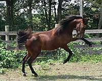 active-morgan-horse