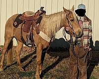 palomino-aqha-horse