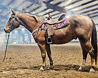 athletic-quarter-horse