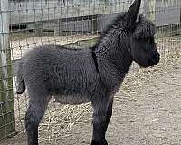 grey-black-donkey