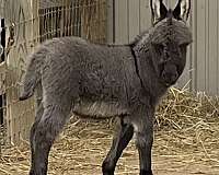 miniature-donkeys-donkey