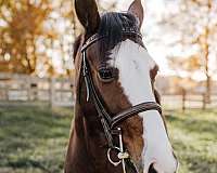 show-jumping-hackney-pony