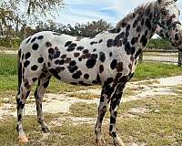 all-around-appaloosa-horse