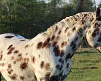 black-leopard-horse