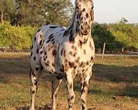 leopard-horse