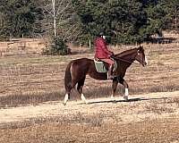 smaller-size-gelding