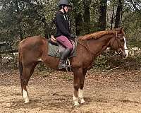 beginner-safe-quarter-horse