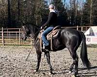 quarter-horse-gelding