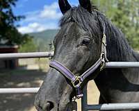 quarter-horse-for-sale