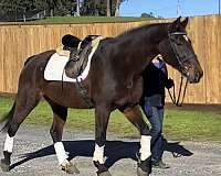 16-hand-hanoverian-horse