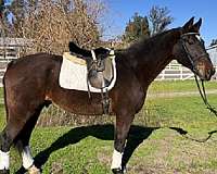 16-hand-gelding