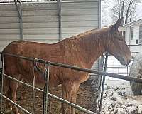 16-hand-mule-gelding