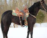 all-around-morgan-horse