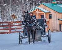 athletic-morgan-horse