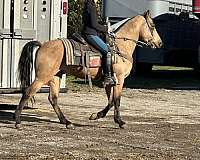 4h-crossbred-pony