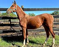 cowboy-mounted-shooting-dutch-warmblood-horse