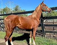 wester-dutch-warmblood-horse