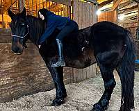 draft-percheron-horse