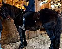 beginner-percheron-horse