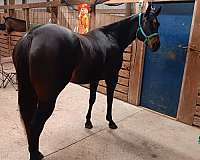 brown-white-aqha-horse