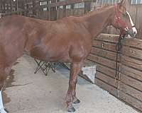 quarter-horse-gelding