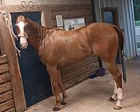 quarter-horse-for-sale