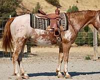 all-around-quarter-horse